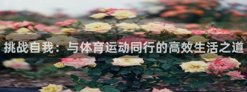 风速体育app下载安装最新版本：挑战自我：与体育运动同行的高效生活之道